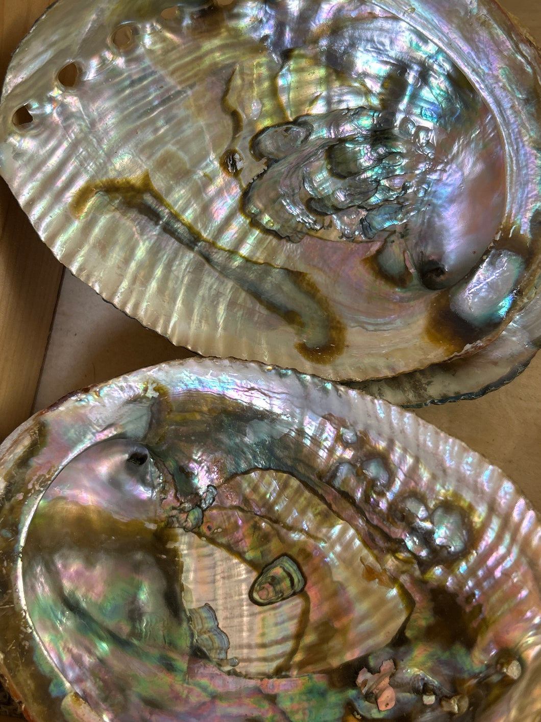 Abalone Shell