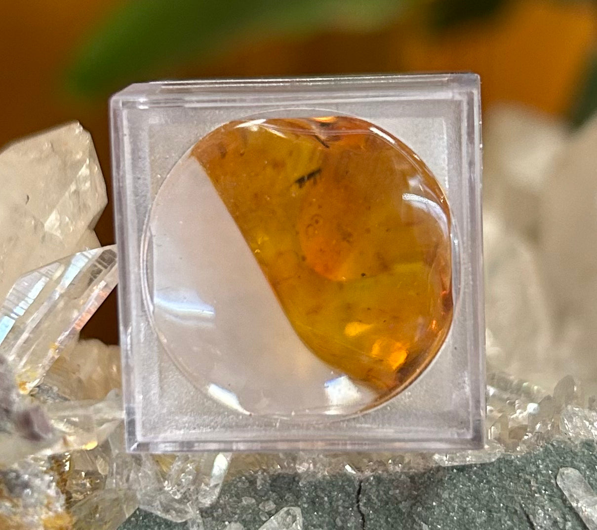 Amber with Bugs Mountain Mineral Market