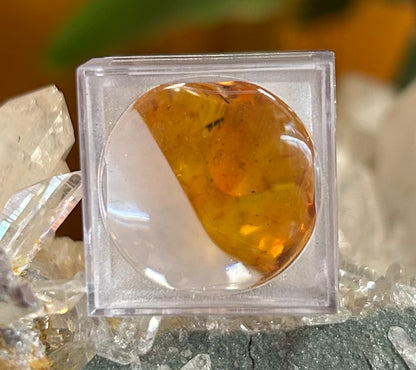 Amber with Bugs Mountain Mineral Market