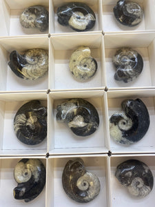 Ammonite