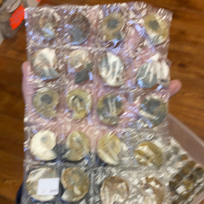 Iridescent Ammonite sheets MMM