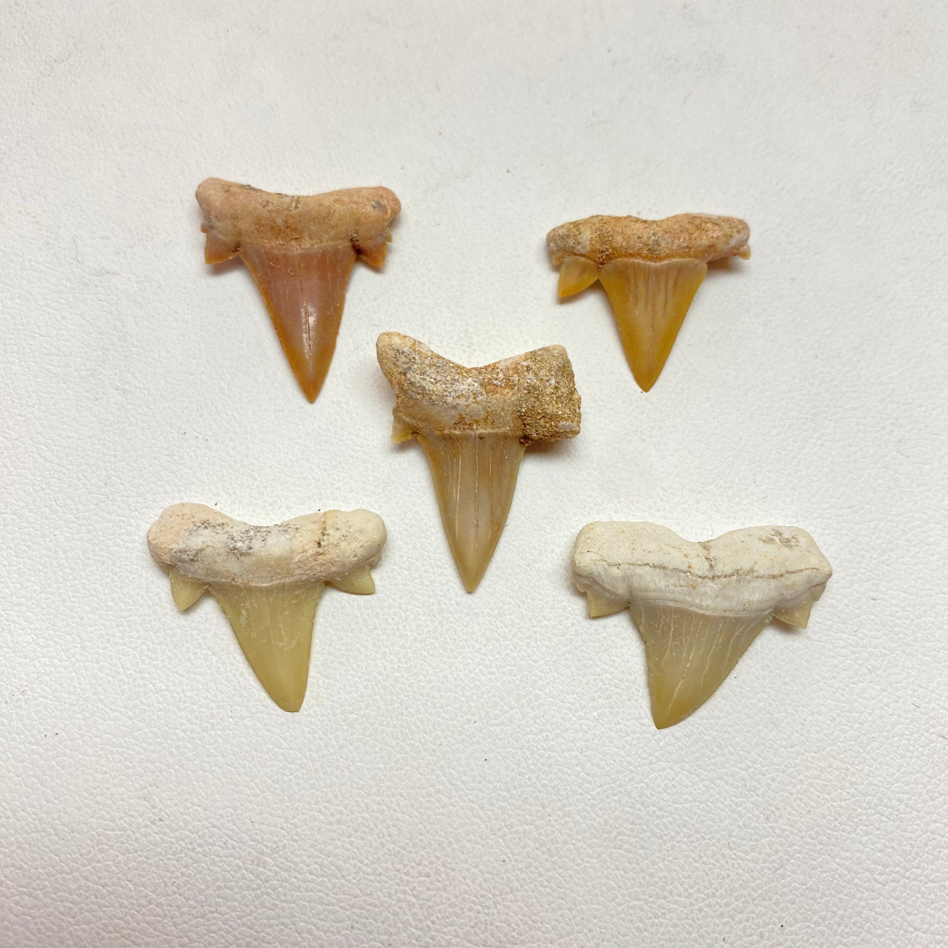 Moroccan Shark Teeth Mountain Mineral Market