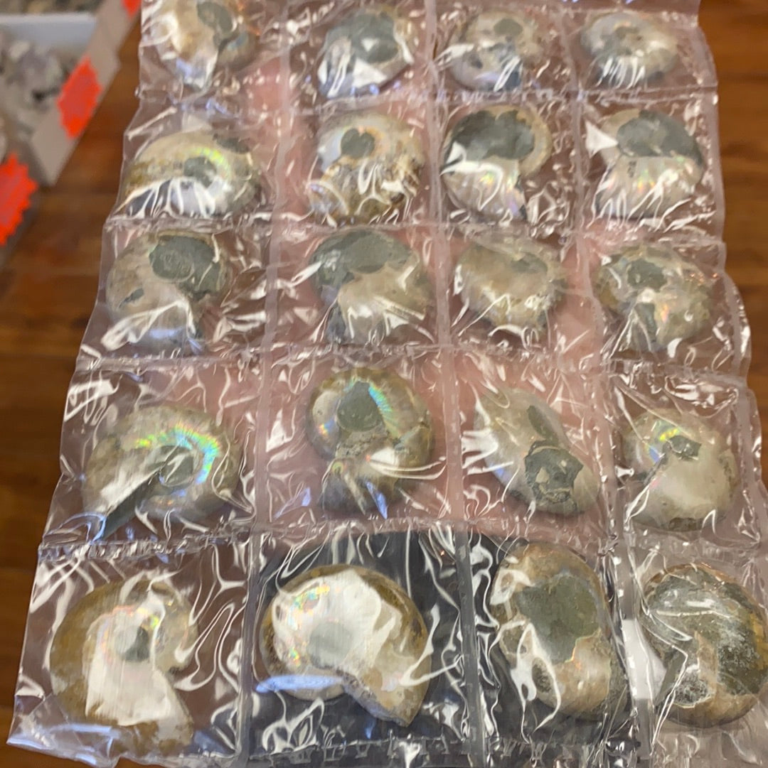 Iridescent Ammonite sheets MMM