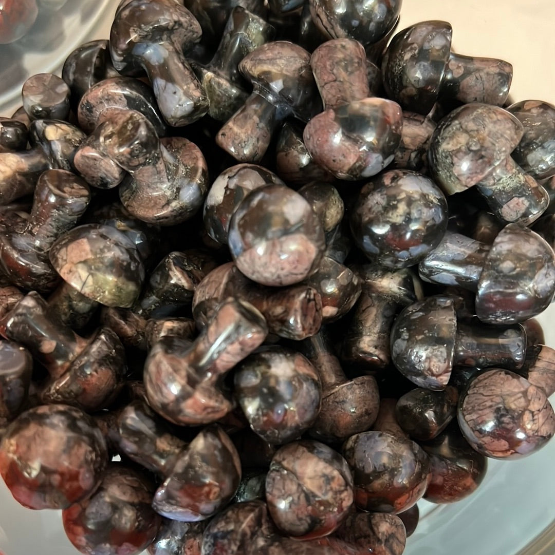 Que sera mushrooms MMM