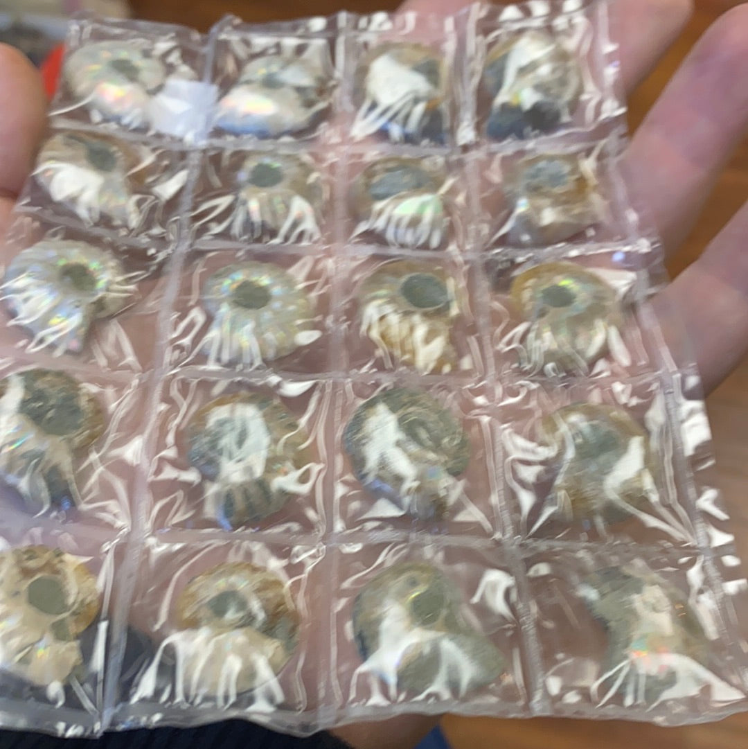 Iridescent Ammonite sheets MMM